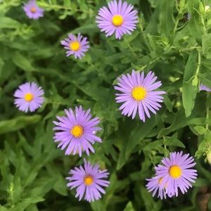 Meet your Posher, Bailey